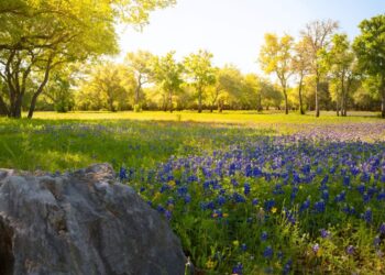 YOUR ULTIMATE SPRING BUCKET LIST: Top Things To Do in Fredericksburg, Texas